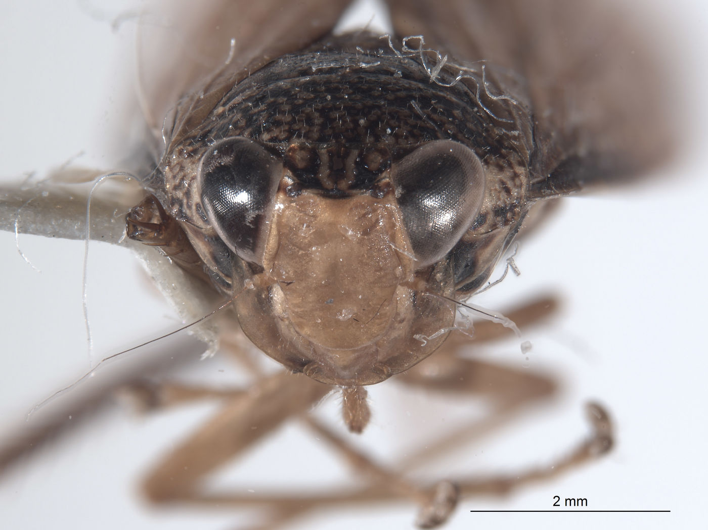 Coelidia aculeata image