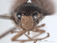 Coelidia aculeata image