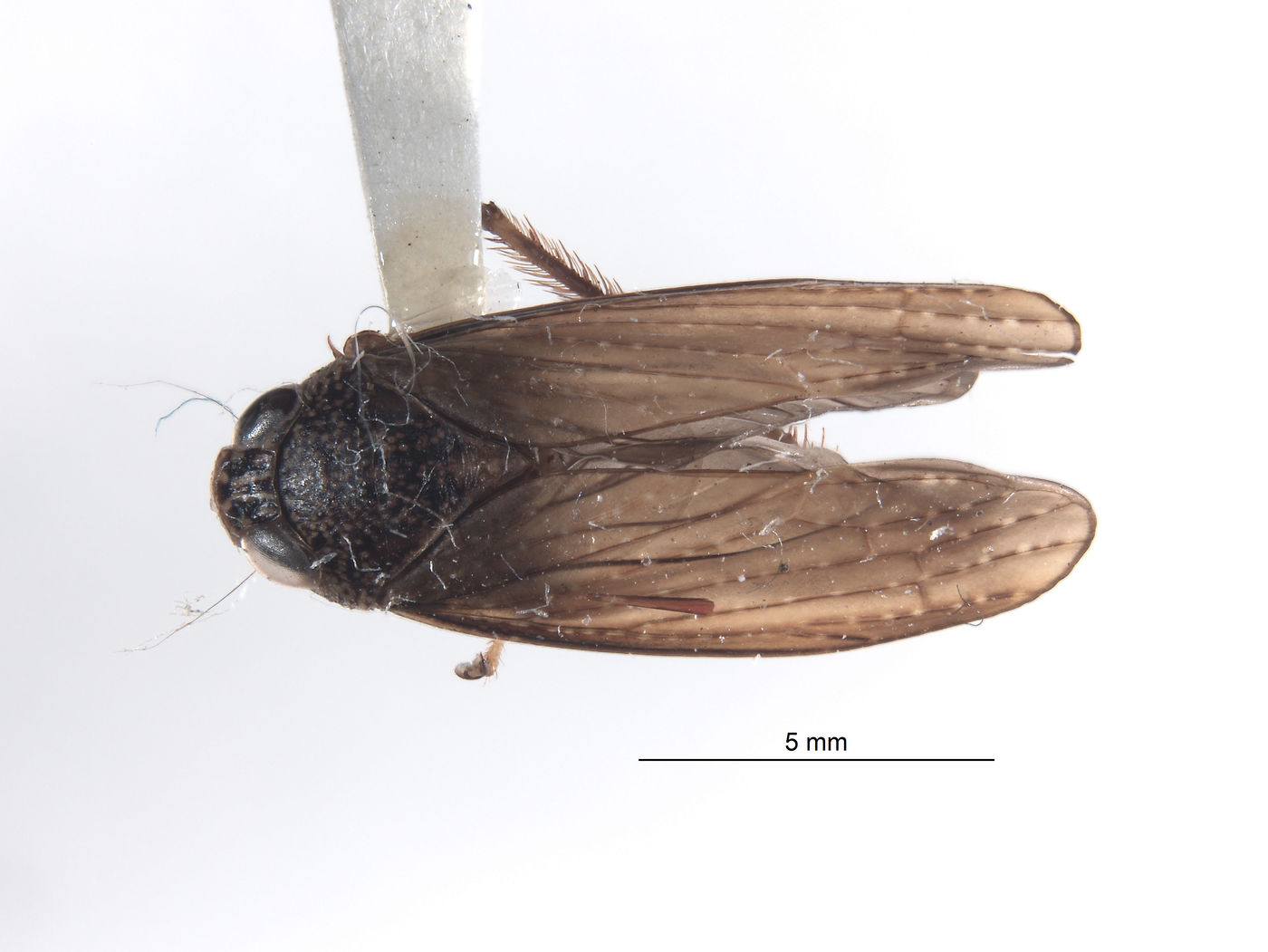 Coelidia aculeata image