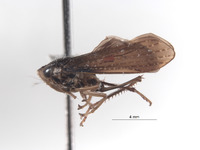 Coelidia aculeata image