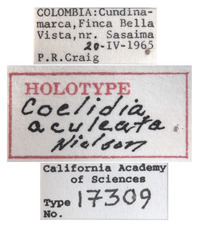 Coelidia aculeata image