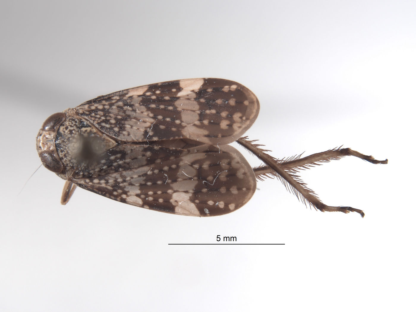 Docalidia danieli image