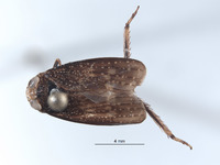 Docalidia latebra image