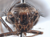 Docalidia latebra image