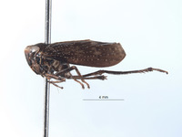 Docalidia latebra image