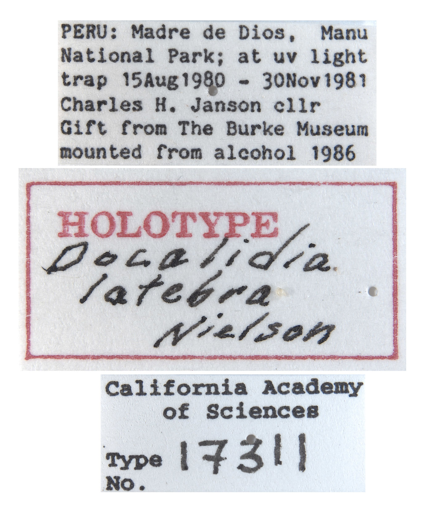 Docalidia latebra image