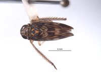 Evansolidia fistuca image