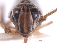 Evansolidia fistuca image