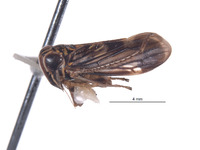 Evansolidia fistuca image