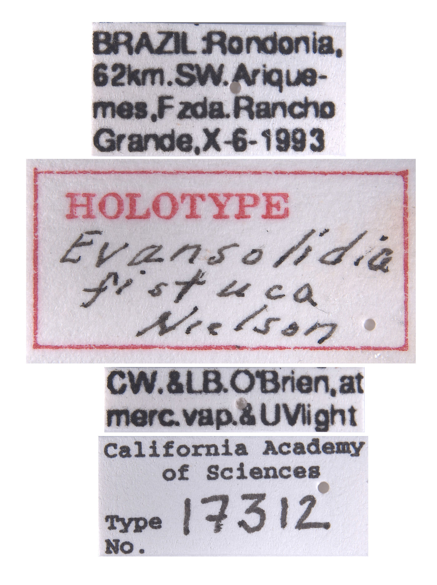 Evansolidia fistuca image