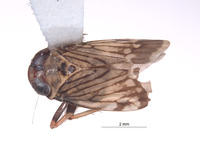 Omanolidia setacea image