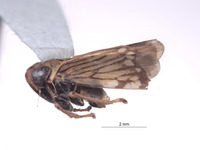 Omanolidia setacea image