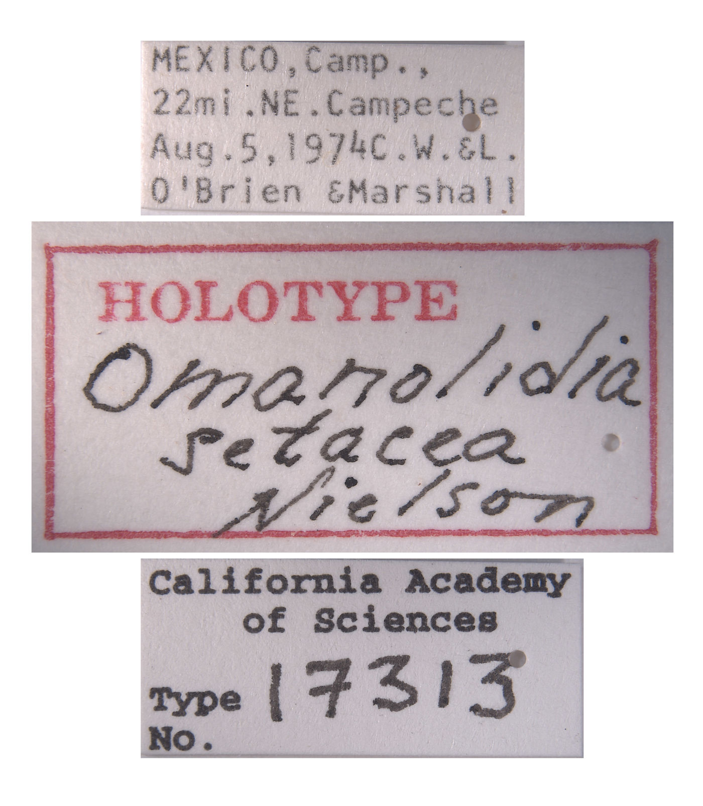 Omanolidia setacea image