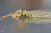 Parachrysopiella pallidicornis image
