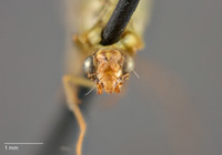 Parachrysopiella pallidicornis image