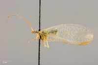 Parachrysopiella pallidicornis image