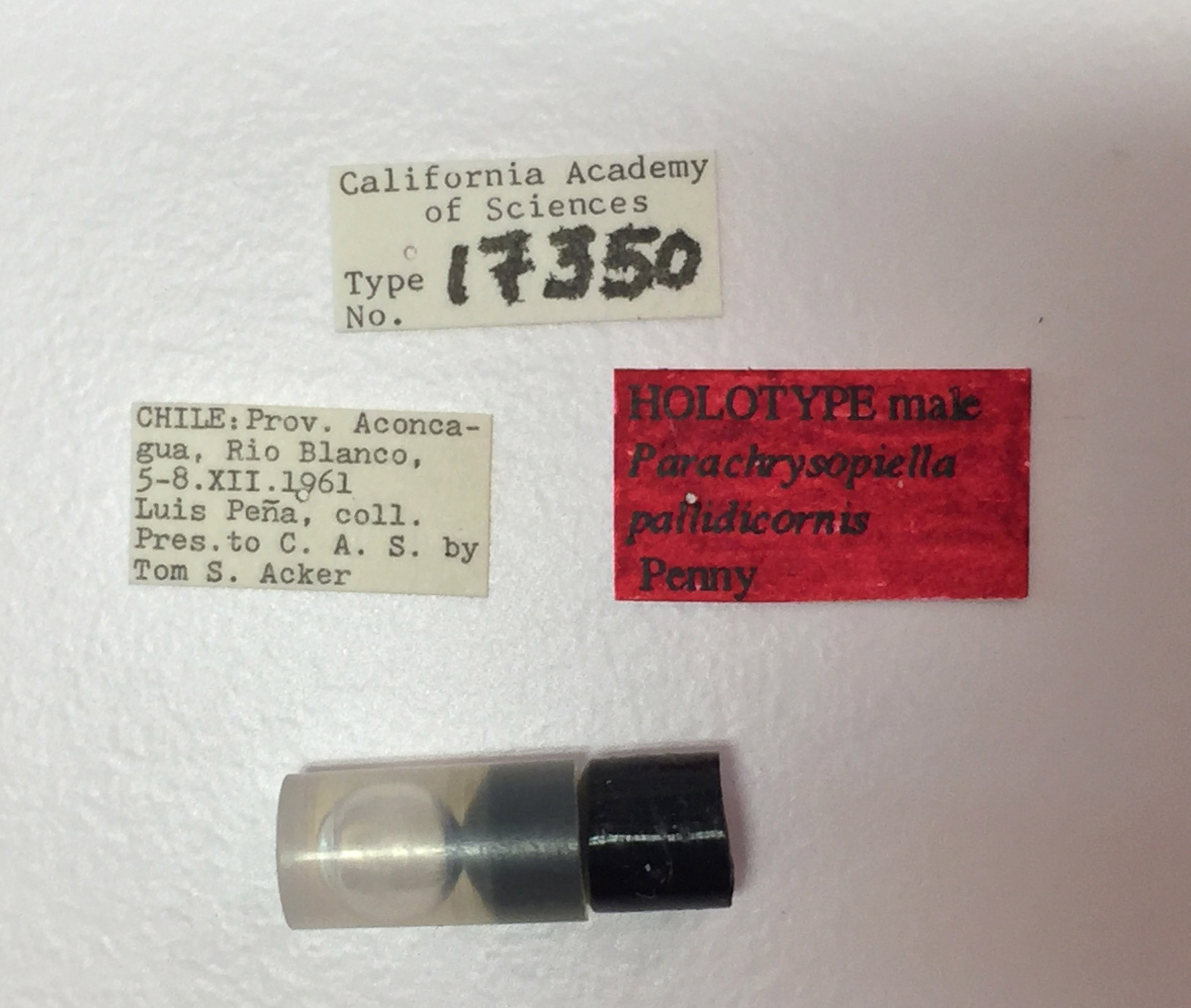 Parachrysopiella pallidicornis image