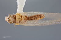 Parachrysopiella talquensis image