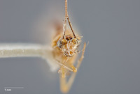 Parachrysopiella talquensis image