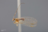 Parachrysopiella talquensis image