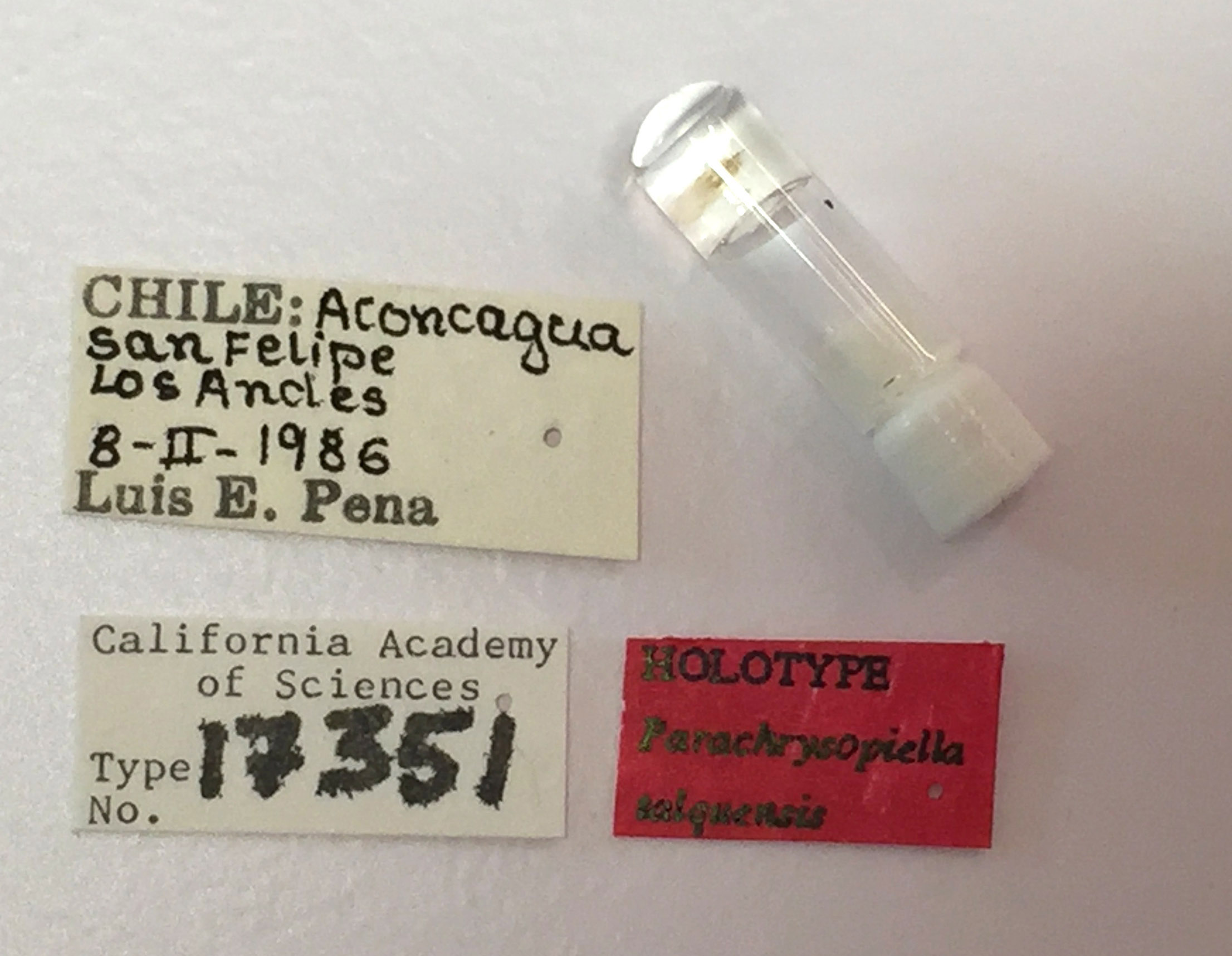 Parachrysopiella talquensis image