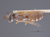 Gastrosericus ammochares image