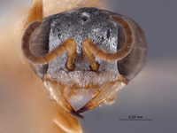 Gastrosericus ammochares image