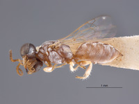 Gastrosericus ammochares image