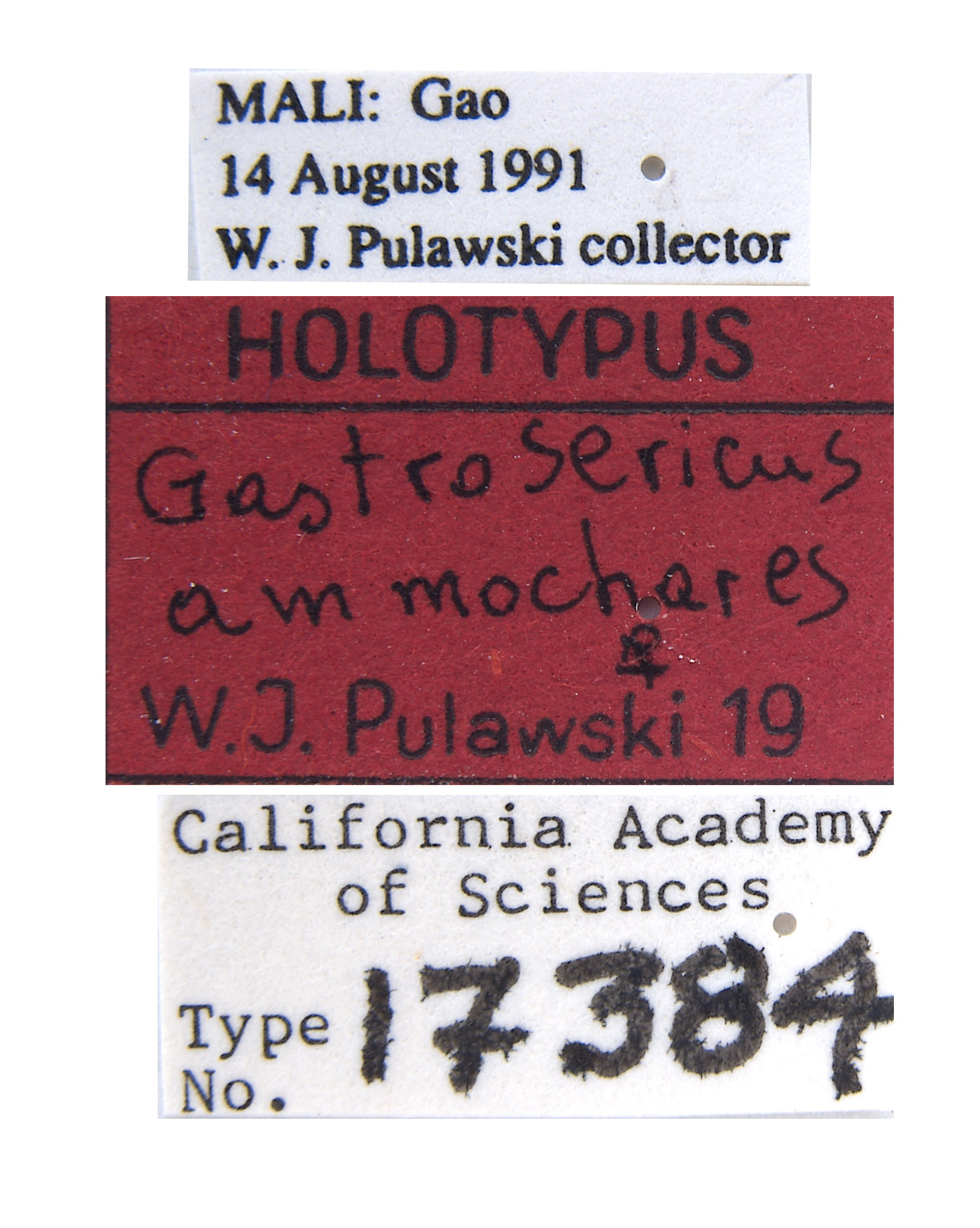 Gastrosericus ammochares image