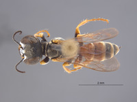 Gastrosericus bambara image