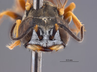 Gastrosericus bambara image