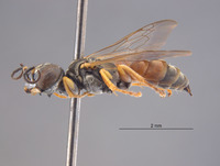 Gastrosericus bambara image