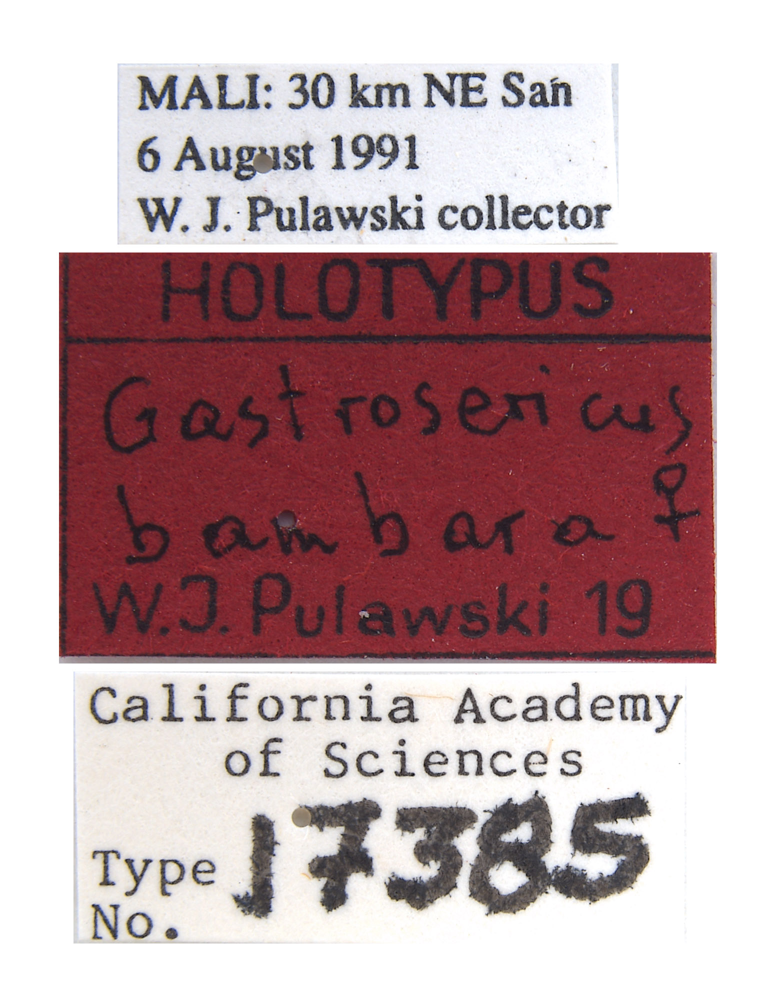 Gastrosericus bambara image