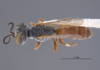 Gastrosericus baobabicus image