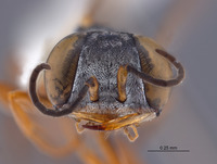 Gastrosericus baobabicus image