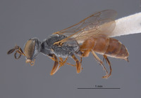 Gastrosericus baobabicus image