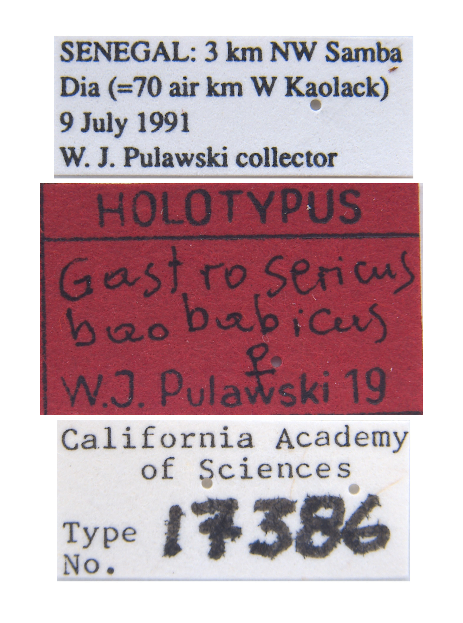 Gastrosericus baobabicus image