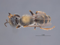 Gastrosericus dentatus image