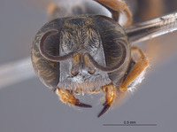 Gastrosericus dentatus image