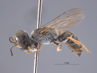Gastrosericus dentatus image