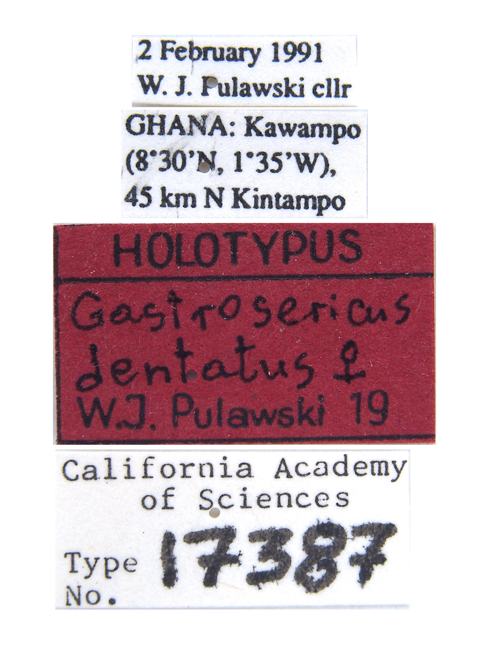 Gastrosericus dentatus image