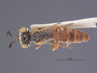Gastrosericus eremicus image