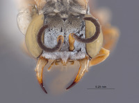 Gastrosericus eremicus image