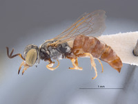 Gastrosericus eremicus image