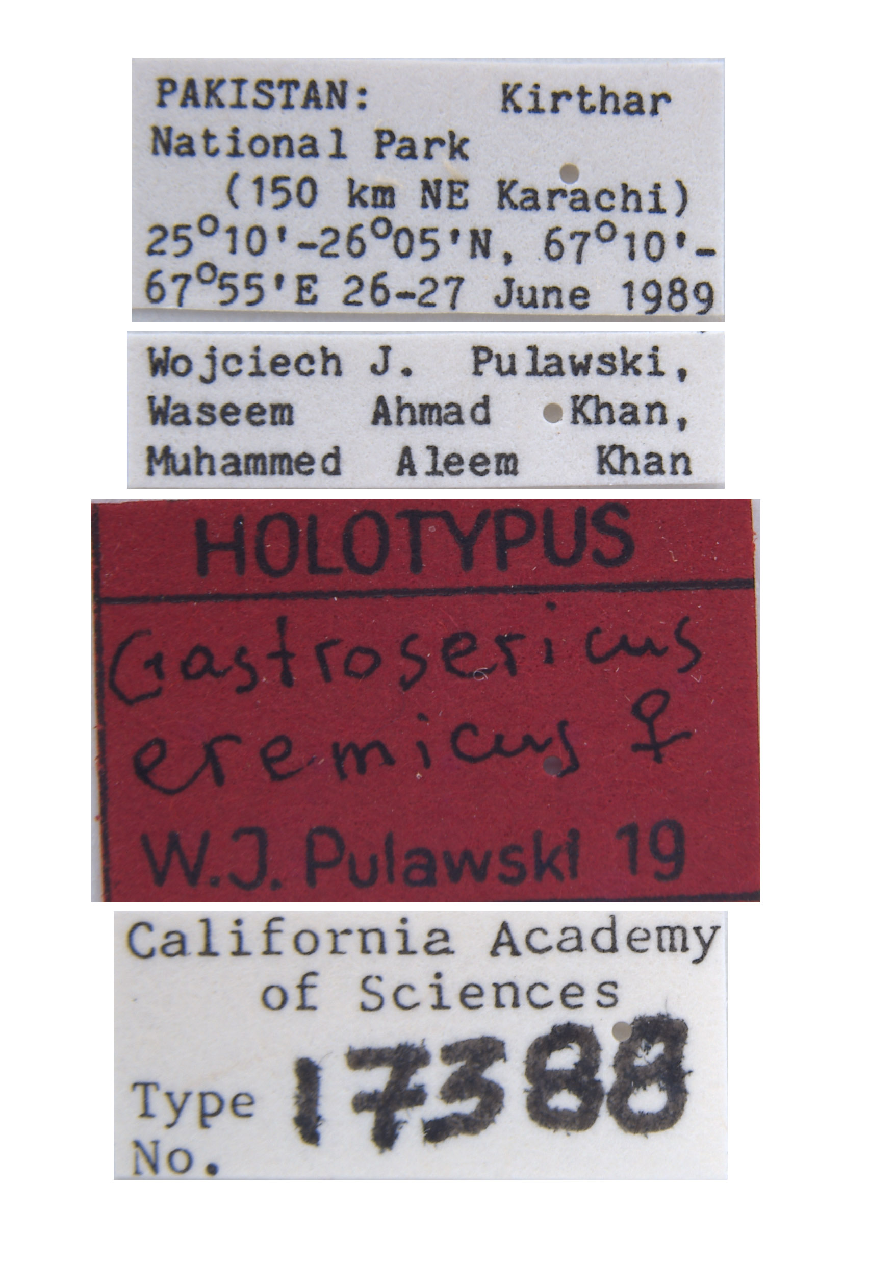 Gastrosericus eremicus image