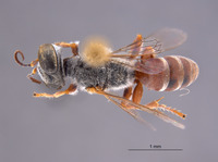 Gastrosericus fulani image