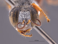 Gastrosericus fulani image