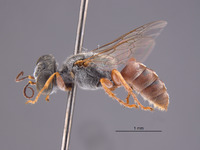 Gastrosericus fulani image