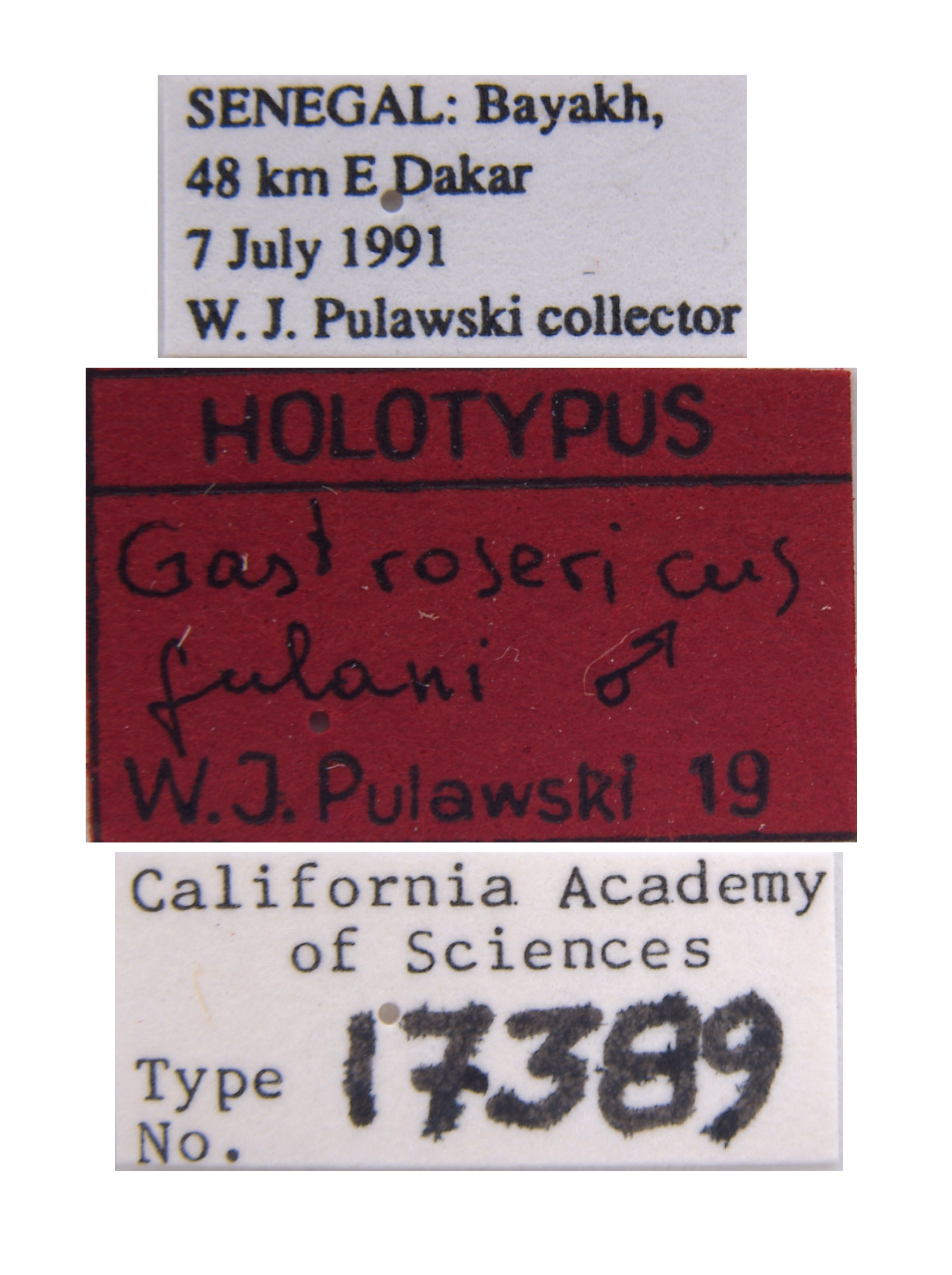 Gastrosericus fulani image