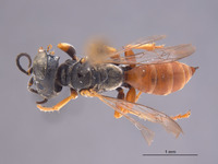 Gastrosericus herero image